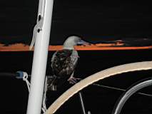 TransPac-transpac2004-images-boobie_on_alchera.jpg